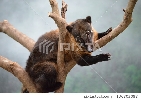 Nasua nasua 136803088