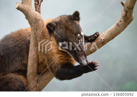 Nasua nasua 136803092