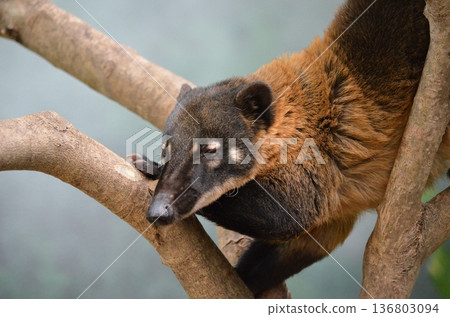 Nasua nasua Nasua nasua 136803094