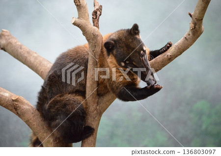 納蘇阿 納蘇阿 納蘇阿 納蘇阿 136803097