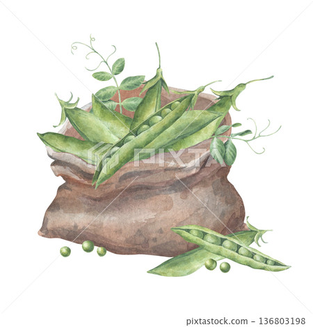 Small bag of green pea pods, leaves, sprouts and seeds. Watercolor illustration hand drawn and isolated on a white background. Perfect for design postcards, packing, posters, other polygraph, textile Small bag of green pea pods, leaves, sprouts and seeds. Watercolor illustration hand drawn and isolated on a white background. Perfect for design postcards, packing, posters, other polygraph, textile 136803198