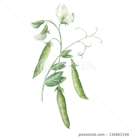 Composition of twigs, leaves, flowers and green pea pods. Watercolor illustration hand drawn and isolated on a white background. Ideal for design postcards, packing, posters, other polygraph, textile Composition of twigs, leaves, flowers and green pea pods. Watercolor illustration hand drawn and isolated on a white background. Ideal for design postcards, packing, posters, other polygraph, textile 136803199