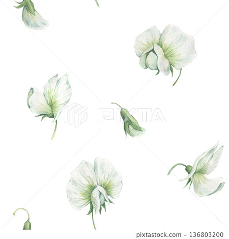 Vintage seamless pattern with delicate flowers of green peas. Hand-drawn watercolor illustration isolated on white background. Perfect for design greeting card, packaging, wrapping paper, textile 136803200