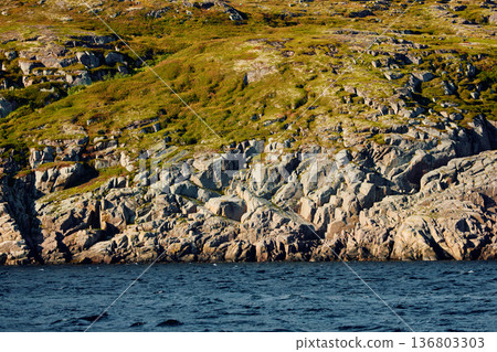 the coast of the Barents Sea at sunny weather, the rocky shore with colourful arctic carpet of moss, yagel, Tundra at autumn the coast of the Barents Sea at sunny weather, the rocky shore with colourful arctic carpet of moss, yagel, Tundra at autumn 136803303