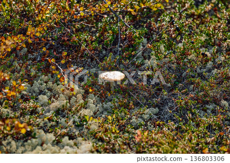 colourful arctic carpet of moss, yagel, mushroom, blueberry and birch twigs among the stones, sunset, Tundra at autumn, tundra near the town of Teriberka in Russia, Murmansk region colourful arctic carpet of moss, yagel, mushroom, blueberry and birch twigs among the stones, sunset, Tundra at autumn, tundra near the town of Teriberka in Russia, Murmansk region 136803306
