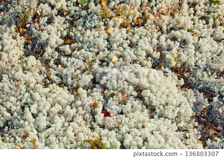 colourful arctic carpet of moss, yagel, blueberry and birch twigs among the stones, sunset, Tundra at autumn, tundra near the town of Teriberka in Russia, Murmansk region colourful arctic carpet of moss, yagel, blueberry and birch twigs among the stones, sunset, Tundra at autumn, tundra near the town of Teriberka in Russia, Murmansk region 136803307