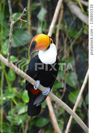 Toco Toucan Ramphastos toco Toco Toucan Ramphastos toco 136803316