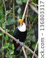 Toco Toucan Ramphastos toco 136803317