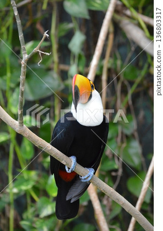 Toco Toucan Ramphastos toco Toco Toucan Ramphastos toco 136803317