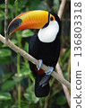 Toco Toucan Ramphastos toco 136803318