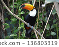 Toco Toucan Ramphastos toco 136803319
