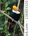 Toco Toucan Ramphastos toco 136803320