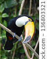 Toco Toucan Ramphastos toco 136803321