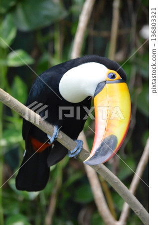 Toco Toucan Ramphastos toco Toco Toucan Ramphastos toco 136803321