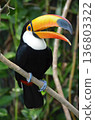 Toco Toucan Ramphastos toco 136803322