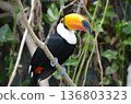 Toco Toucan Ramphastos toco 136803323