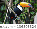 Toco Toucan Ramphastos toco 136803324