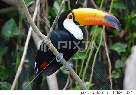 Toco Toucan Ramphastos toco 136803324