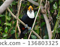 Toco Toucan Ramphastos toco 136803325