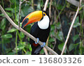 Toco Toucan Ramphastos toco 136803326