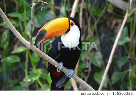 Toco Toucan Ramphastos toco Toco Toucan Ramphastos toco 136803326