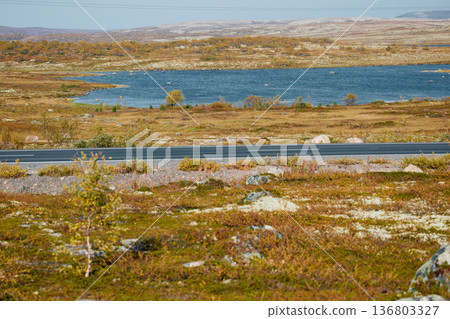 the coast of the Barents Sea at sunny day, the rocky shore with colourful arctic carpet of moss, yagel, Tundra at autumn, Murmansk region, Russia 136803327