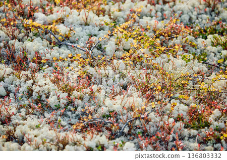 colourful arctic carpet of moss, yagel, blueberry and birch twigs among the stones, sunset, Tundra at autumn, tundra near the town of Teriberka in Russia, Murmansk region colourful arctic carpet of moss, yagel, blueberry and birch twigs among the stones, sunset, Tundra at autumn, tundra near the town of Teriberka in Russia, Murmansk region 136803332