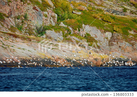 different birds, ducks and seagulls are sitting basking in the sun on the coast of the Barents Sea at sunny weather, the rocky shore with colourful arctic carpet of moss, yagel, Tundra at autumn different birds, ducks and seagulls are sitting basking in the sun on the coast of the Barents Sea at sunny weather, the rocky shore with colourful arctic carpet of moss, yagel, Tundra at autumn 136803333