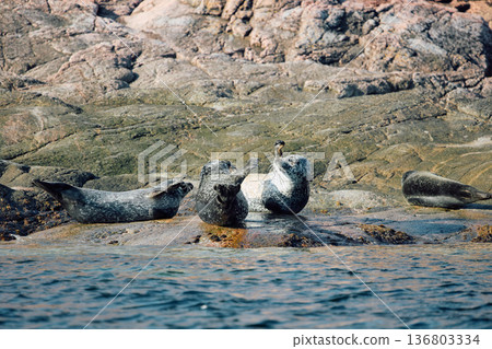 Few navy seals bask on the rocky shore at sunset in Teriberka, Murmansk region, Russia Few navy seals bask on the rocky shore at sunset in Teriberka, Murmansk region, Russia 136803334