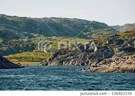the coast of the Barents Sea at sunny weather, the rocky shore with colourful arctic carpet of moss, yagel, Tundra at autumn the coast of the Barents Sea at sunny weather, the rocky shore with colourful arctic carpet of moss, yagel, Tundra at autumn 136803339