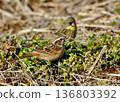 A wild bird that lives in the grasslands of the harsh winter. A male white-cheeked bunting. 136803392