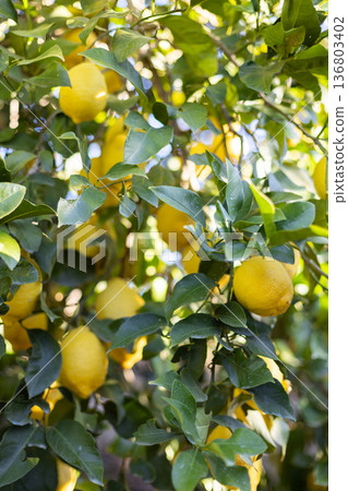 Lemon tree farm plantation. Lemon trees garden. Citrus fruit on a branch with green leaves.  136803402
