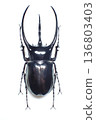 來自爪哇島的高加索甲蟲（Chalcosoma chiron） 136803403