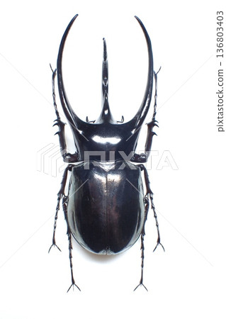 來自爪哇島的高加索甲蟲（Chalcosoma chiron） 136803403