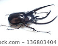 來自爪哇島的高加索甲蟲（Chalcosoma chiron） 136803404