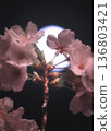夜晚的櫻花 136803421