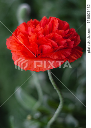 A scarlet, lush double poppy bud A scarlet, lush double poppy bud 136803482