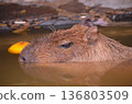 水豚（Hydrochoerus hydrochaeris）在溫泉中沐浴 136803509