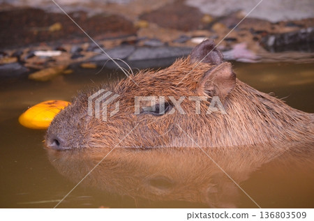 水豚（Hydrochoerus hydrochaeris）在溫泉中沐浴 136803509