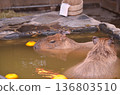 水豚（Hydrochoerus hydrochaeris）在溫泉中沐浴 136803510