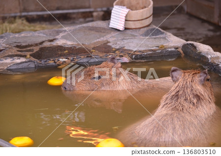 水豚(Hydrochoerus hydrochaeris)在溫泉中沐浴 水豚(Hydrochoerus hydrochaeris)在溫泉中沐浴 136803510