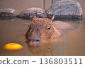 水豚（Hydrochoerus hydrochaeris）在溫泉中沐浴 136803511