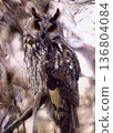 A long-eared owl dozing off in a winter grove. 136804084