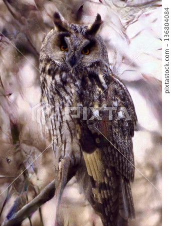 A long-eared owl dozing off in a winter grove. A long-eared owl dozing off in a winter grove. 136804084