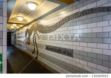 Berlin, germany, august 15, 2023. Allosaurus fragilis skeleton relief mounted on a museum corridor wall, modern tiled exhibit highlighting prehistoric science and design 136804091