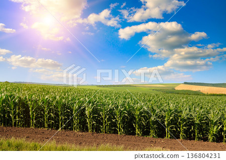 Vast Agricultural Farmland with Growing Corn Under Bright Sunlight Vast Agricultural Farmland with Growing Corn Under Bright Sunlight 136804231