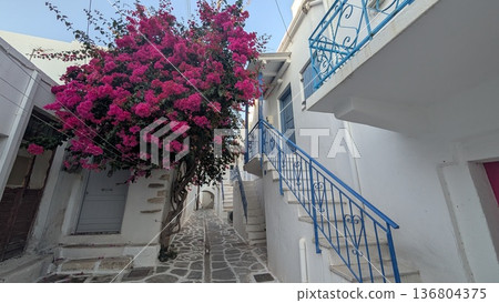 Deep pink bougainvillea with cobblestone street 136804375