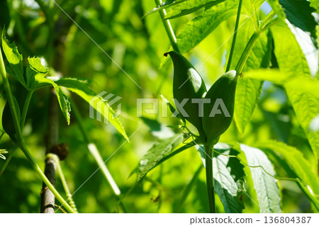 Close up of young green caigua seed pods ripening on a lush vine in a sunny garden Close up of young green caigua seed pods ripening on a lush vine in a sunny garden 136804387