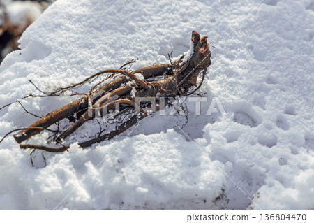 Planting a herbaceous peony with roots in the snow Planting a herbaceous peony with roots in the snow 136804470