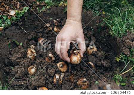 hand holding daffodil bulb before planting in the ground hand holding daffodil bulb before planting in the ground 136804475